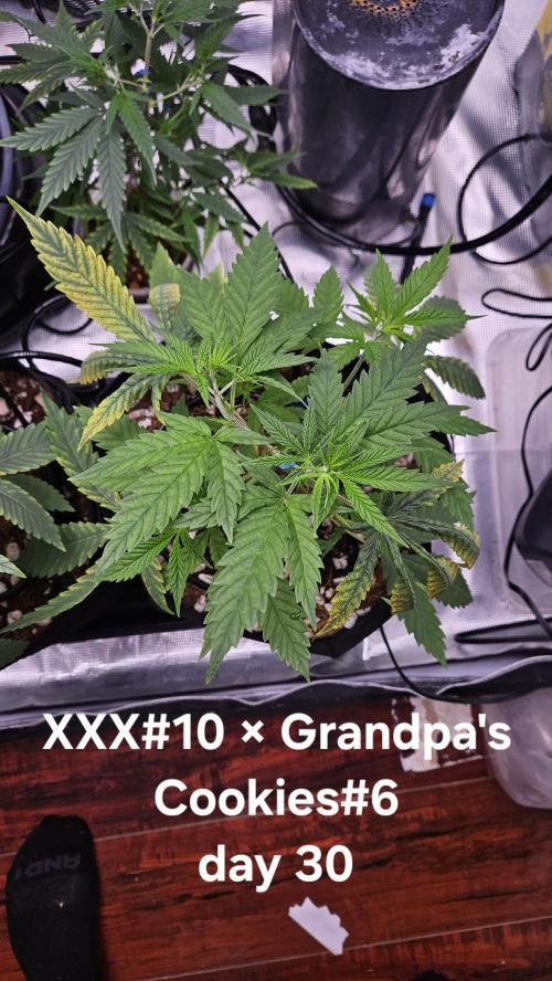 HomeGrow 2026 #3. Week 5 - 5/21/26