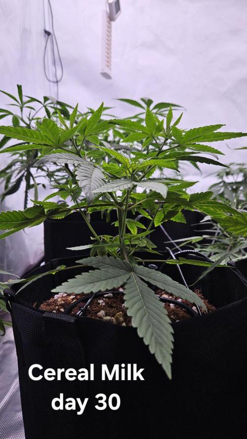 HomeGrow 2026 #3. Week 5 - 5/21/26