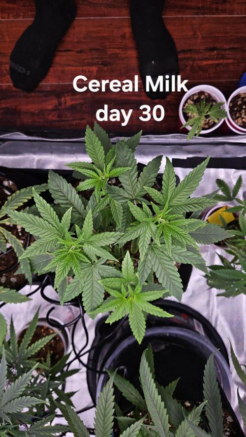 HomeGrow 2026 #3. Week 5 - 5/21/26