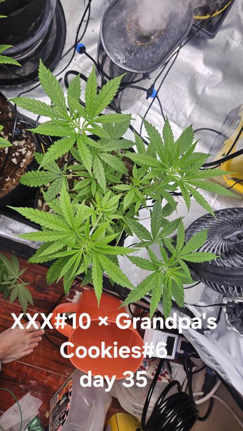 HomeGrow 2026 #3. Week 5 - 5/26/26