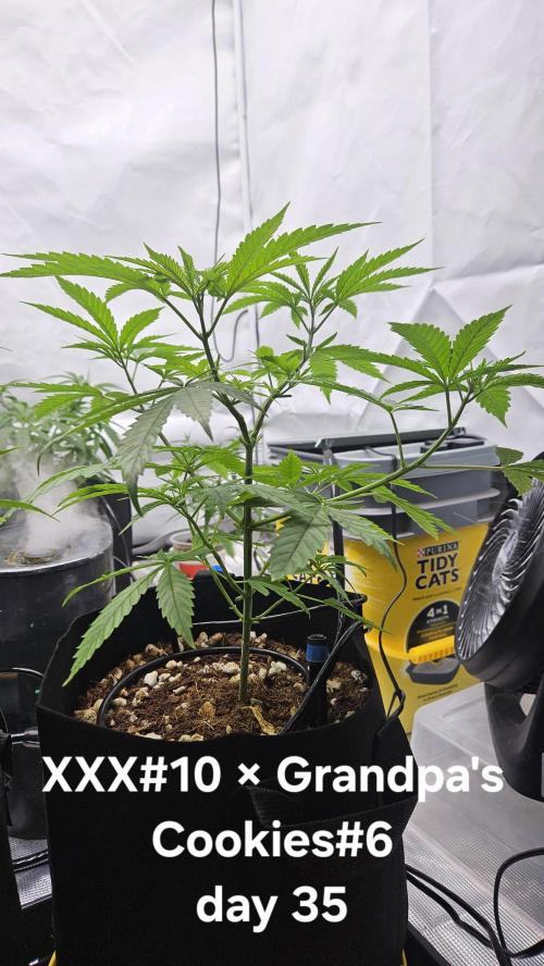 HomeGrow 2026 #3. Week 5 - 5/26/26
