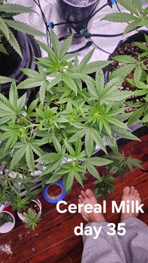 HomeGrow 2026 #3. Week 5 - 5/26/26