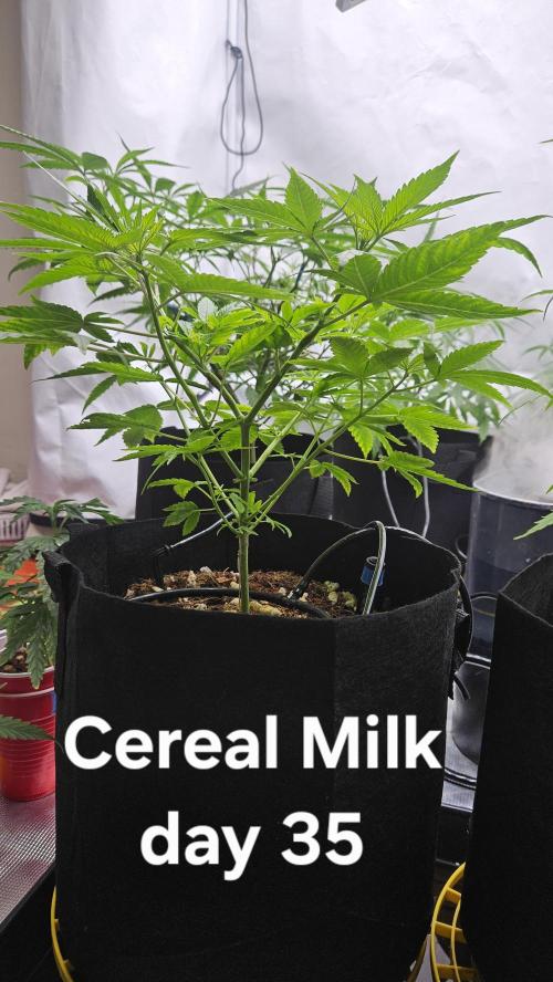 HomeGrow 2026 #3. Week 5 - 5/26/26