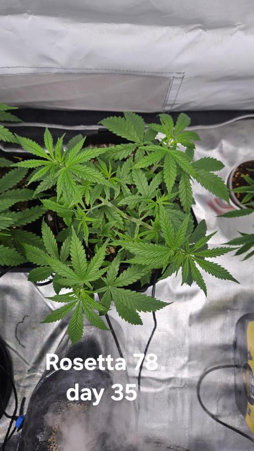 HomeGrow 2026 #3. Week 5 - 5/26/26