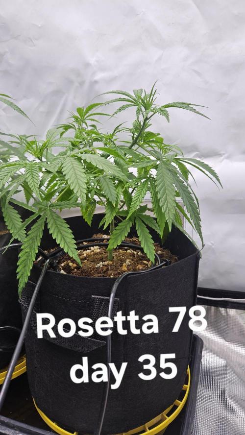 HomeGrow 2026 #3. Week 5 - 5/26/26