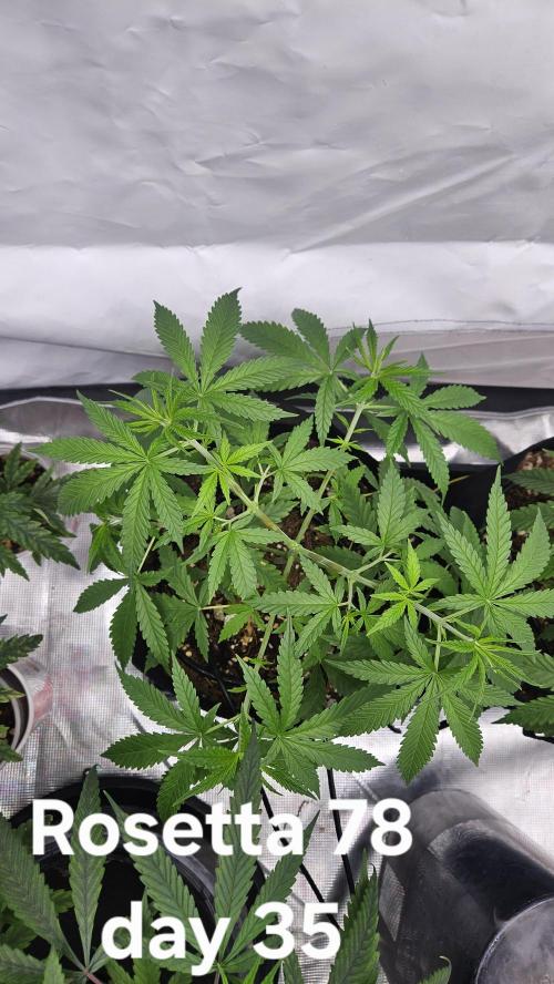 HomeGrow 2026 #3. Week 5 - 526/26