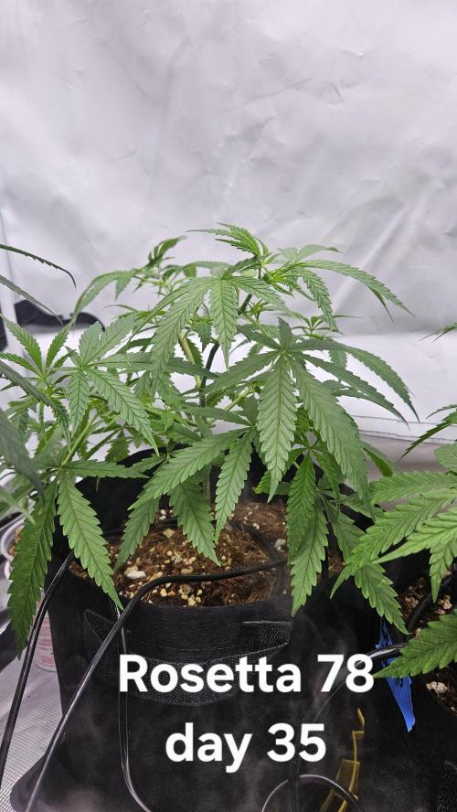HomeGrow 2026 #3. Week 5 - 5/26/26