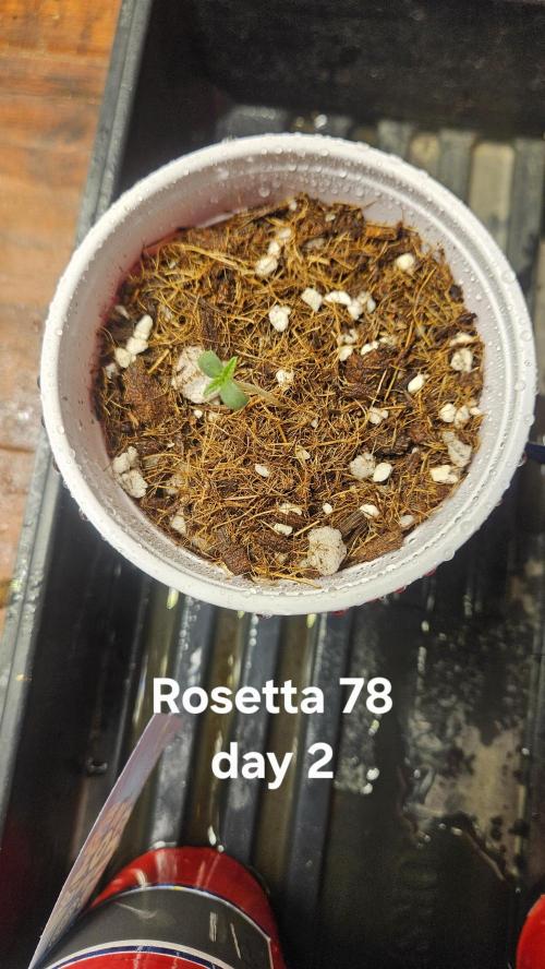 HomeGrow 2026 #3. Week 0 - 4/23/26
