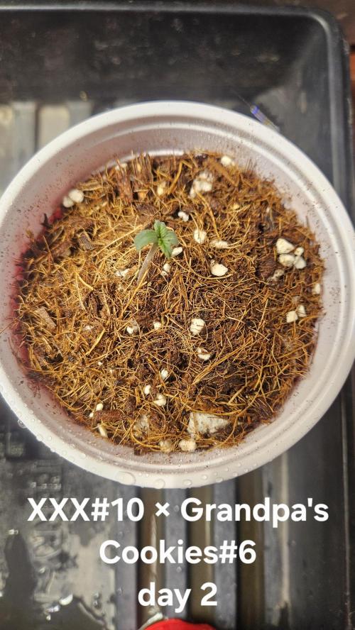 HomeGrow 2026 #3. Week 0 - 4/23/26
