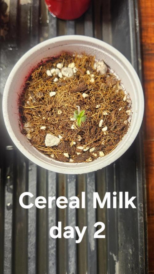 HomeGrow 2026 #3. Week 0 - 4/23/26