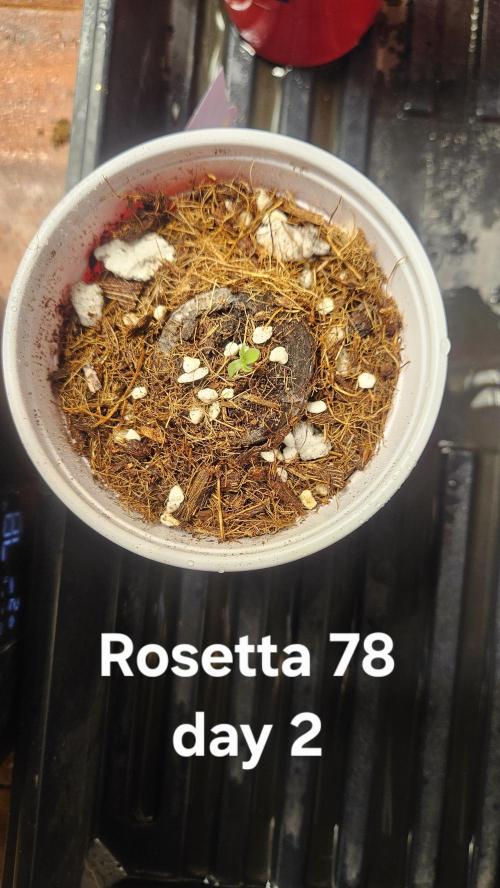 HomeGrow 2026 #3. Week 0 - 4/23/26