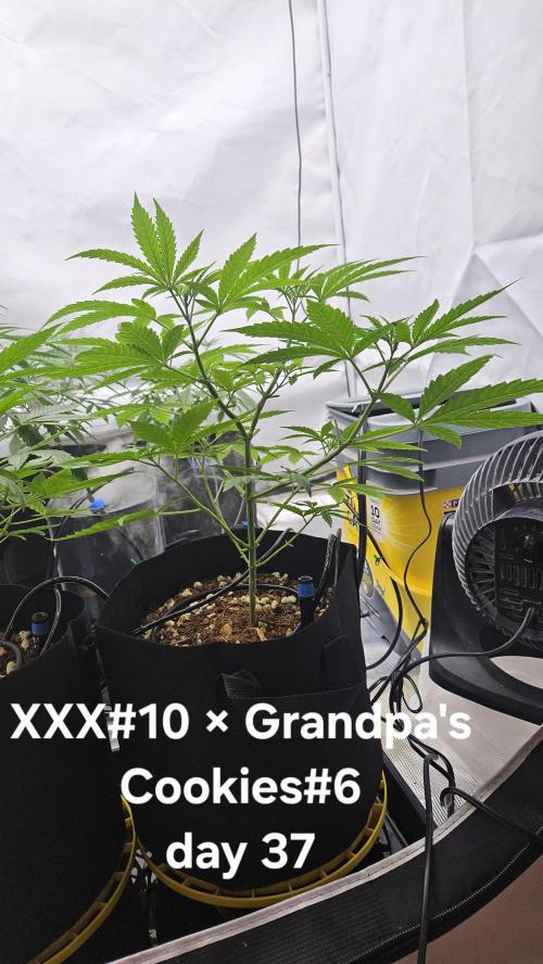 HomeGrow 2026 #3. Week 6 - 5/28/26