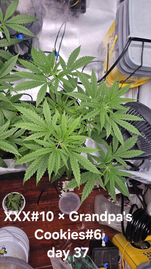 HomeGrow 2026 #3. Week 6 - 5/28/26