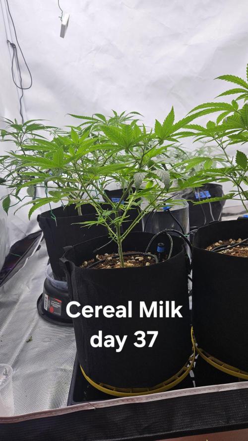 HomeGrow 2026 #3. Week 6 - 5/28/26