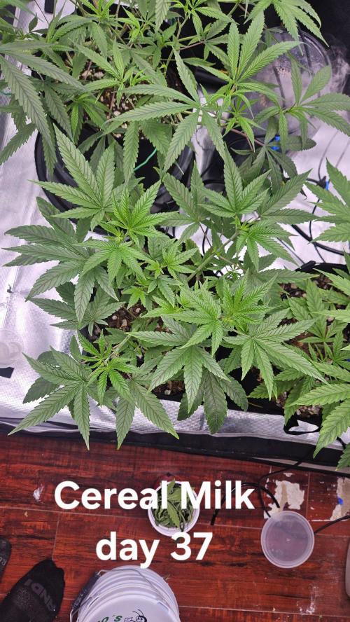 HomeGrow 2026 #3. Week 6 - 5/28/26