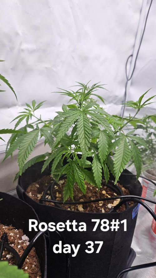 HomeGrow 2026 #3. Week 6 - 5/28/26