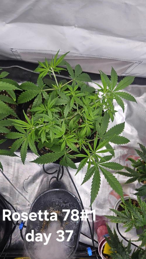 HomeGrow 2026 #3. Week 6 - 5/28/26