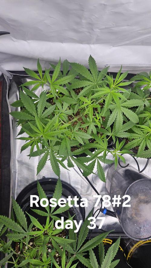 HomeGrow 2026 #3. Week 6 - 5/28/26
