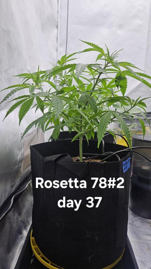 HomeGrow 2026 #3. Week 6 - 5/28/26