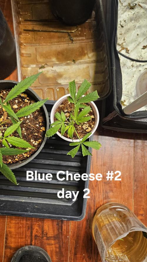 Grow Tent S448 48"x48"x80". Week 1