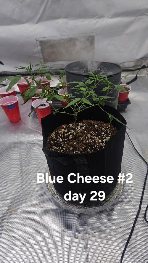 HomeGrow 2026: Blue Cheese#2. Week 5 - 4/29/26