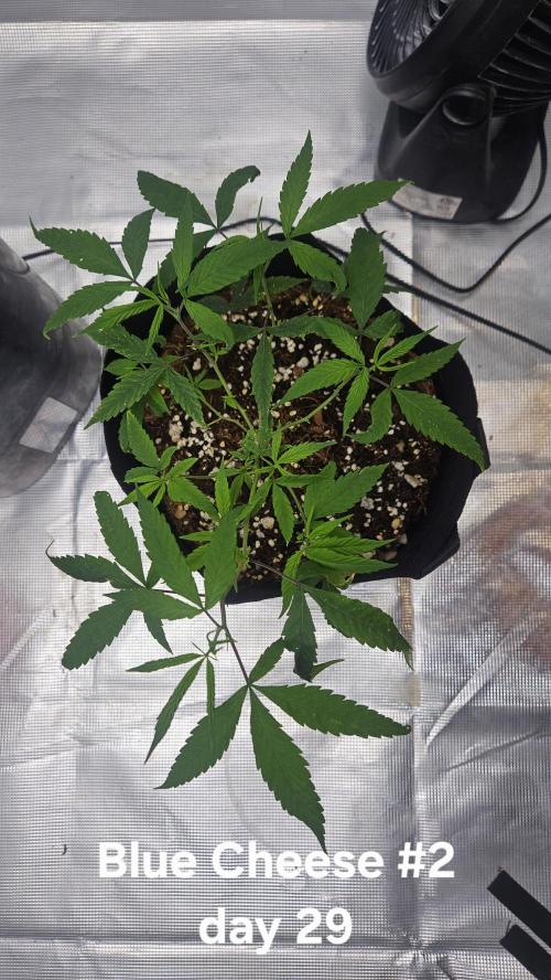 HomeGrow 2026: Blue Cheese#2. Week 5 - 4/29/26