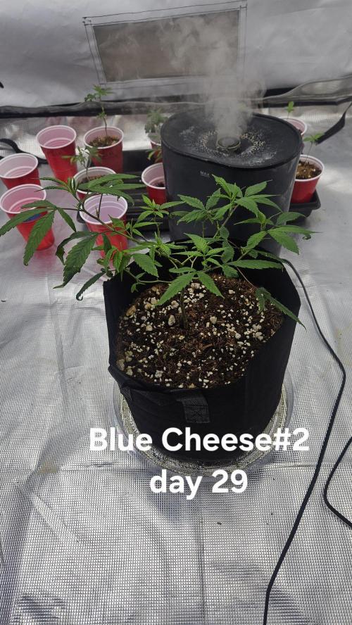 HomeGrow 2026: Blue Cheese#2. Week 5 - 4/29/26