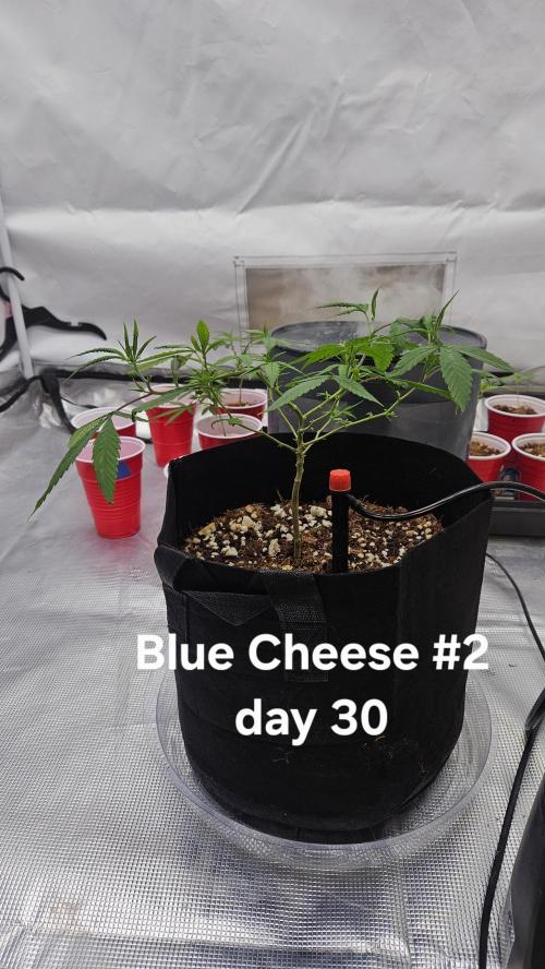 HomeGrow 2026: Blue Cheese#2. Week 5 - 4/30/26
