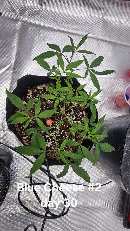 HomeGrow 2026: Blue Cheese#2. Week 5 - 4/30/26