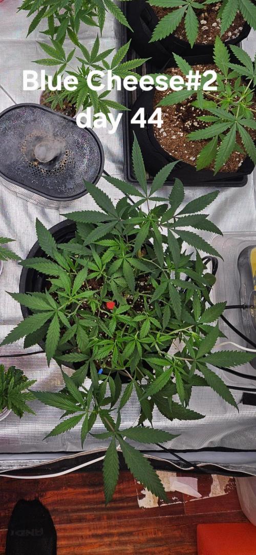 HomeGrow 2026: Blue Cheese#2. Week 6 - 5/14/26