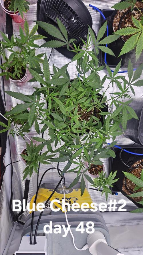 HomeGrow 2026: Blue Cheese#2. Week 6 - 5/18/26