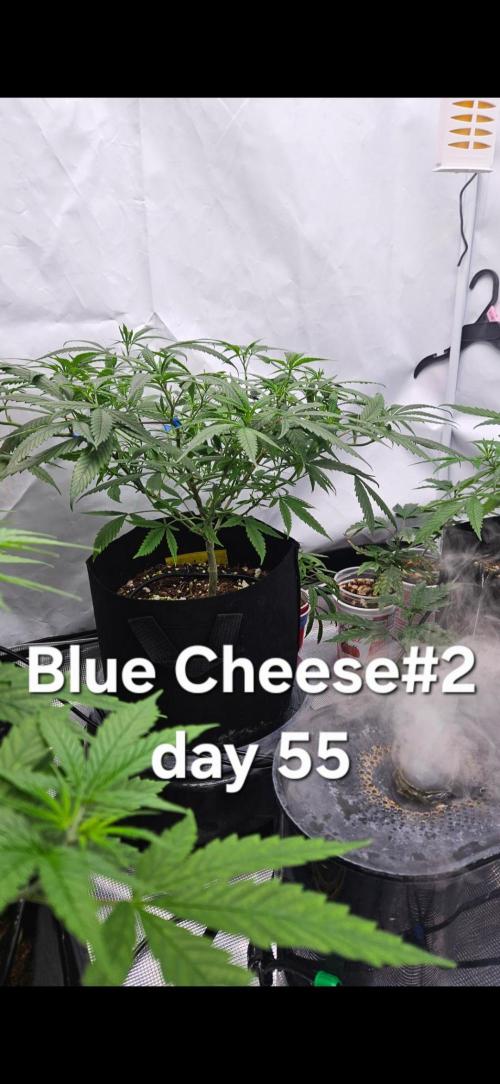 HomeGrow 2026: Blue Cheese#2. Week 7 - 5/25/26