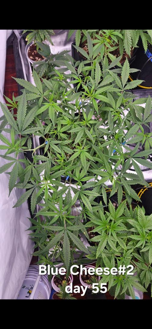 HomeGrow 2026: Blue Cheese#2. Week 7 - 5/21/26