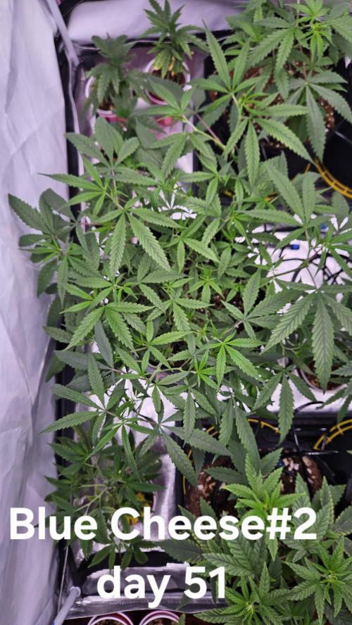 HomeGrow 2026: Blue Cheese#2. Week 7 - 5/25/26