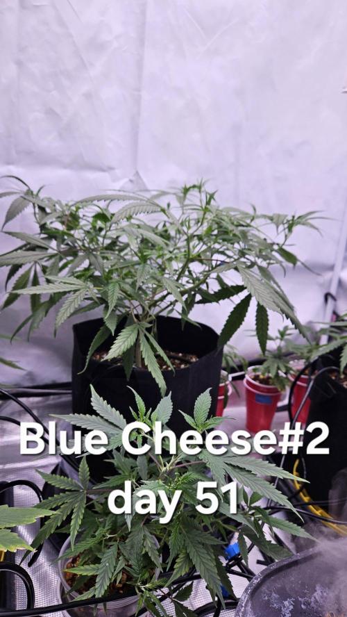 HomeGrow 2026: Blue Cheese#2. Week 7 - 5/21/26