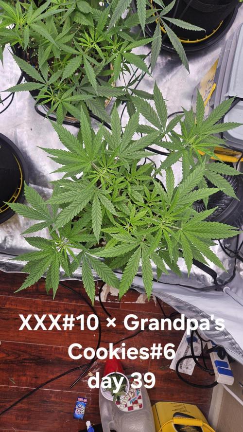 HomeGrow 2026 #3. Week 7 - 5/30/26