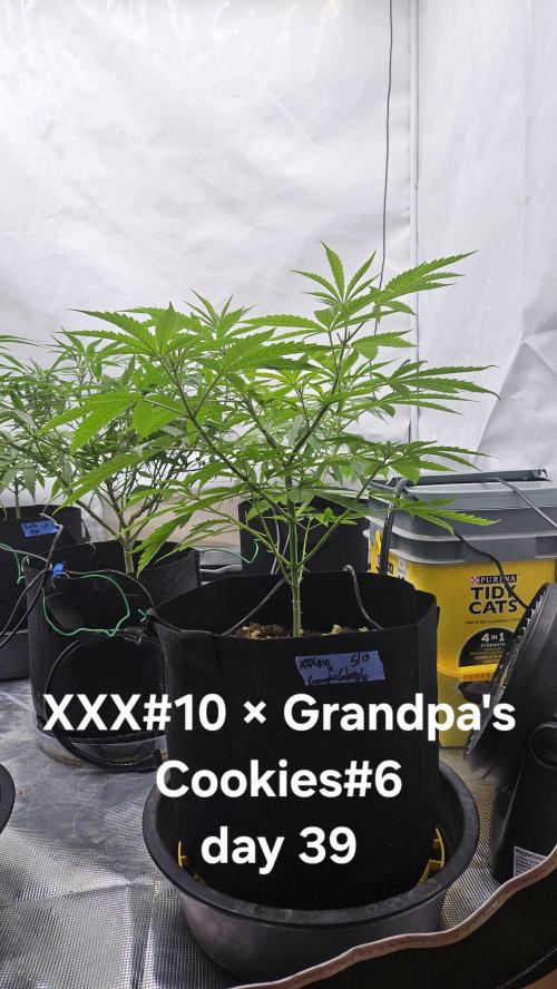 HomeGrow 2026 #3. Week 7 - 5/30/26