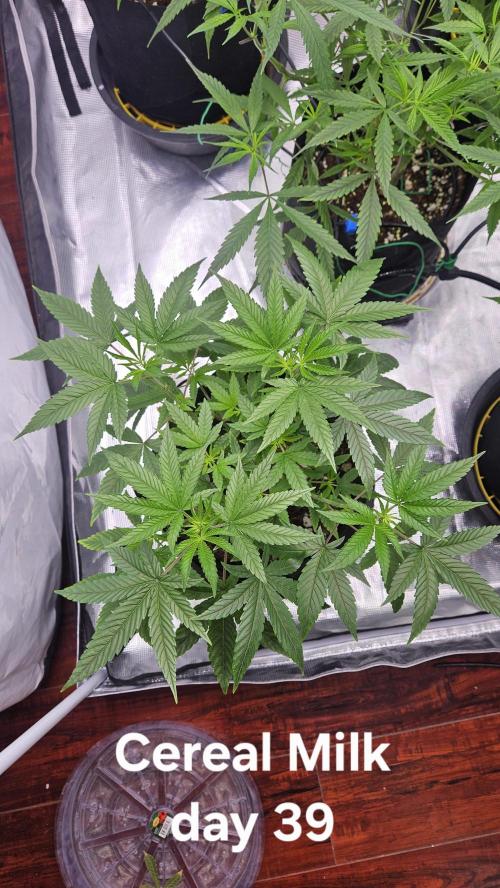 HomeGrow 2026 #3. Week 7 - 5/30/26
