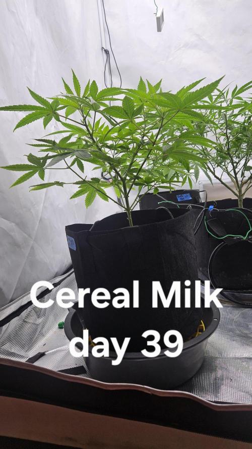 HomeGrow 2026 #3. Week 7 - 5/30/26