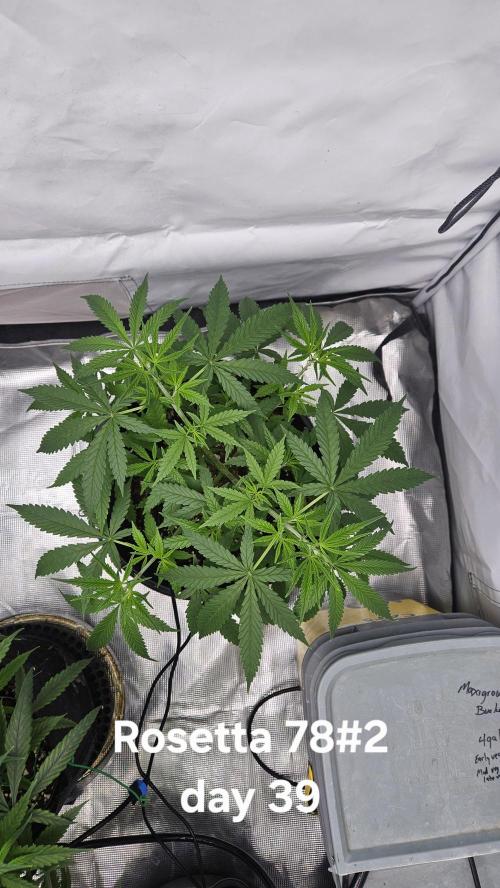HomeGrow 2026 #3. Week 7 - 5/30/26