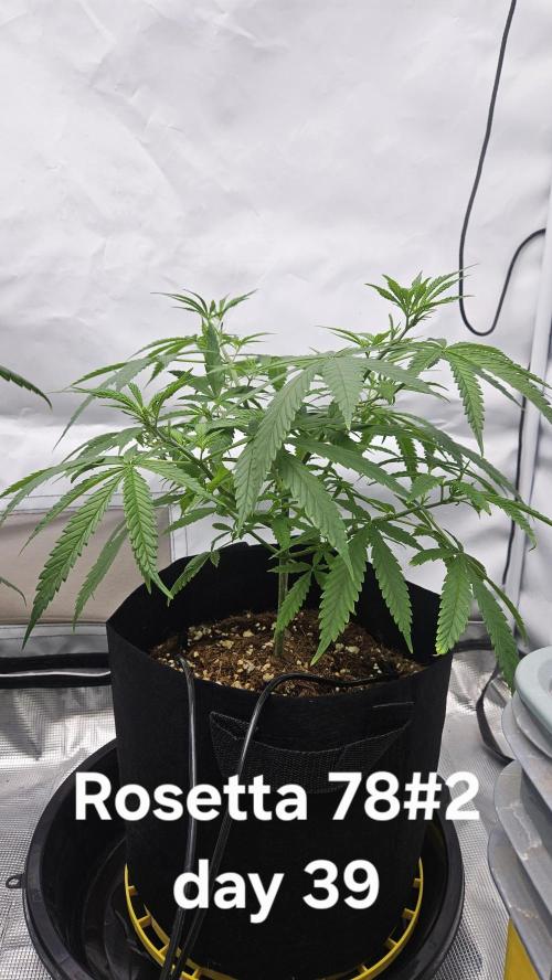 HomeGrow 2026 #3. Week 7 - 5/30/26