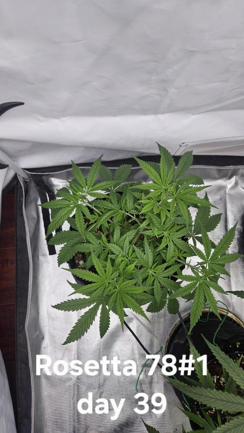 HomeGrow 2026 #3. Week 7 - 5/30/26