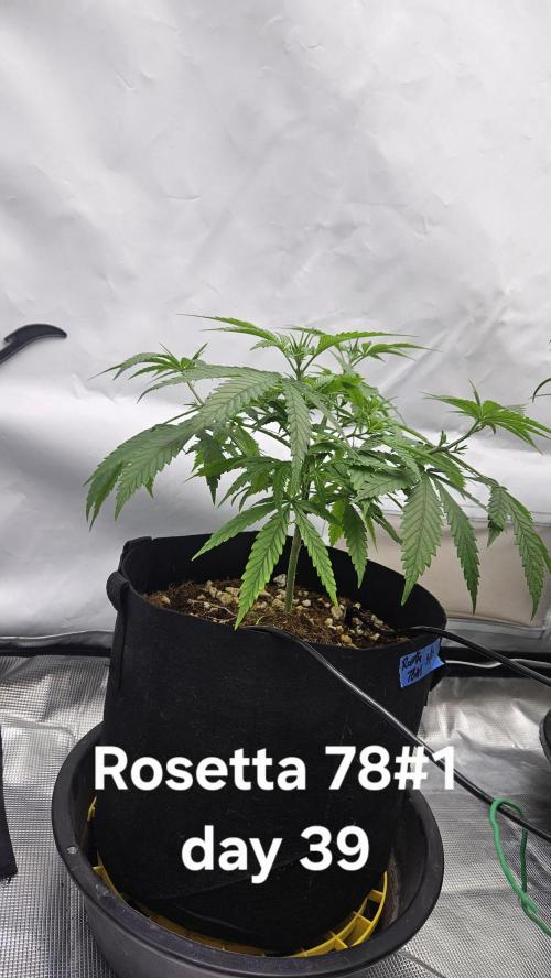 HomeGrow 2026 #3. Week 7 - 5/30/26