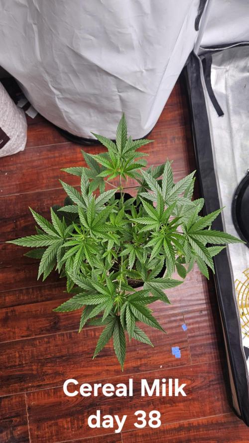 HomeGrow 2026 #3. Week 6 - 5/29/26