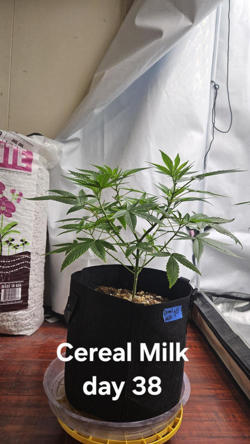 HomeGrow 2026 #3. Week 6 - 5/29/26