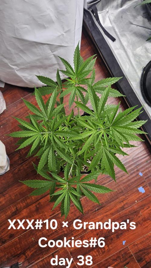 HomeGrow 2026 #3. Week 6 - 5/29/26