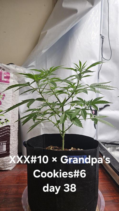 HomeGrow 2026 #3. Week 6 - 5/29/26