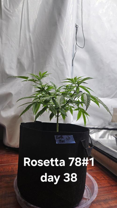 HomeGrow 2026 #3. Week 6 - 5/29/26