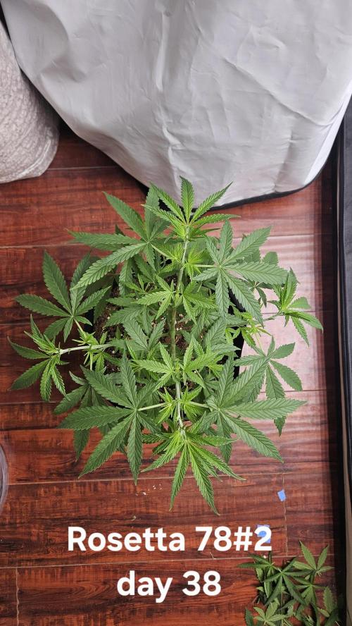 HomeGrow 2026 #3. Week 6 - 5/29/26