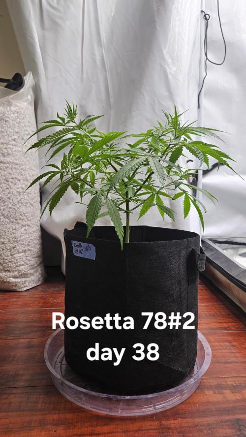 HomeGrow 2026 #3. Week 6 - 5/29/26